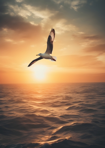 Seagull flying with sunset